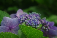 7月の紫陽花