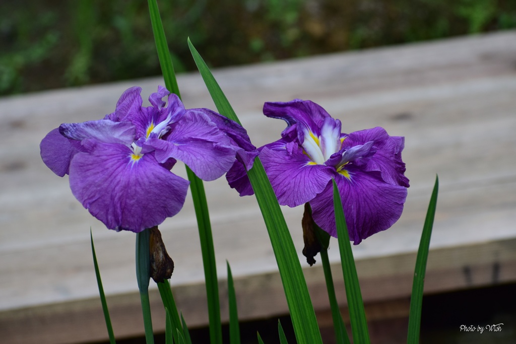 翌週の花菖蒲園