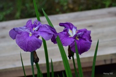 翌週の花菖蒲園