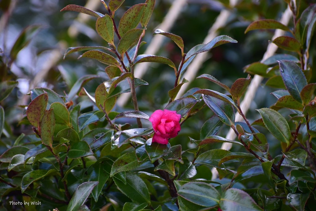 2月の山茶花