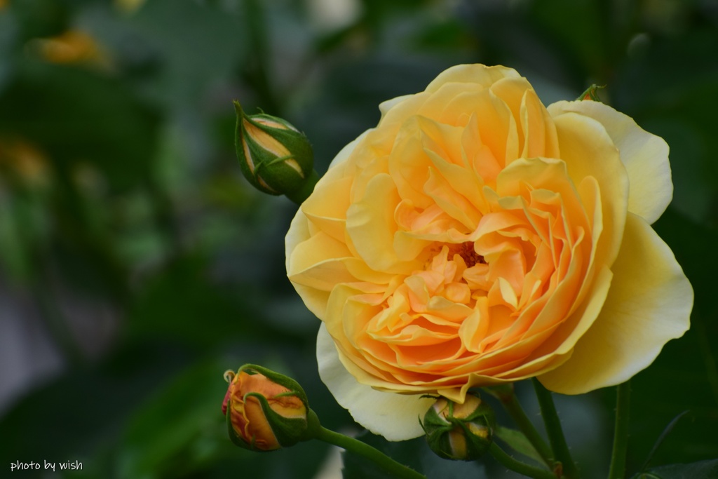 つる薔薇