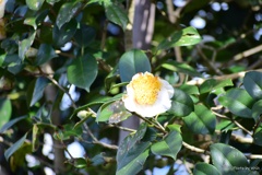白椿