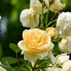 つる薔薇