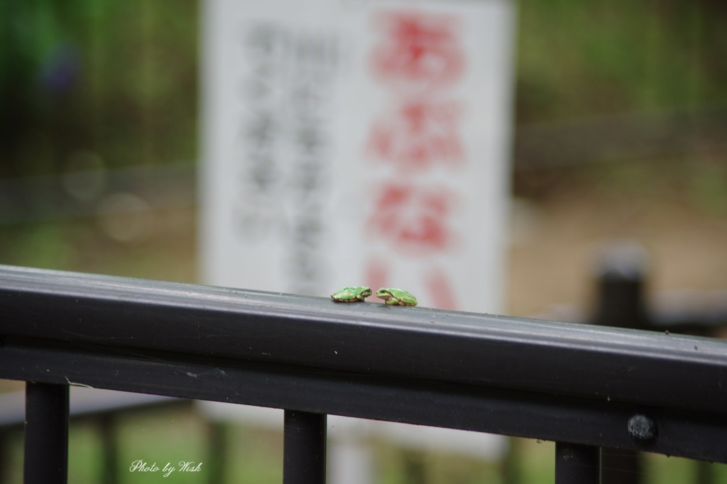 見つめ合う