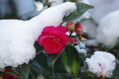 残雪