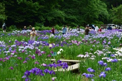 花しょうぶ祭り