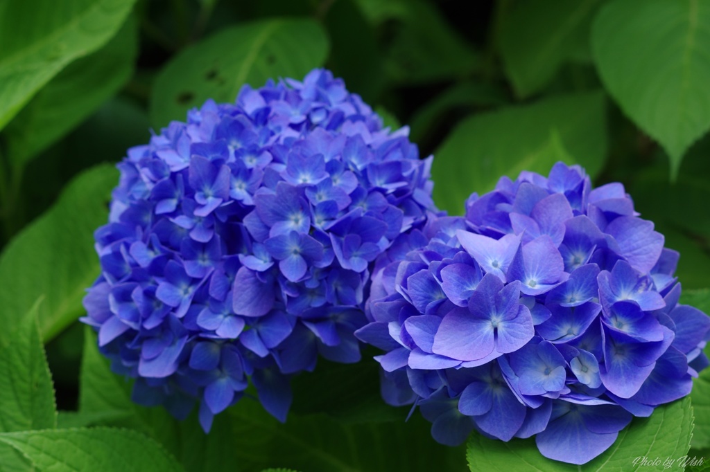 頼成の森　紫陽花