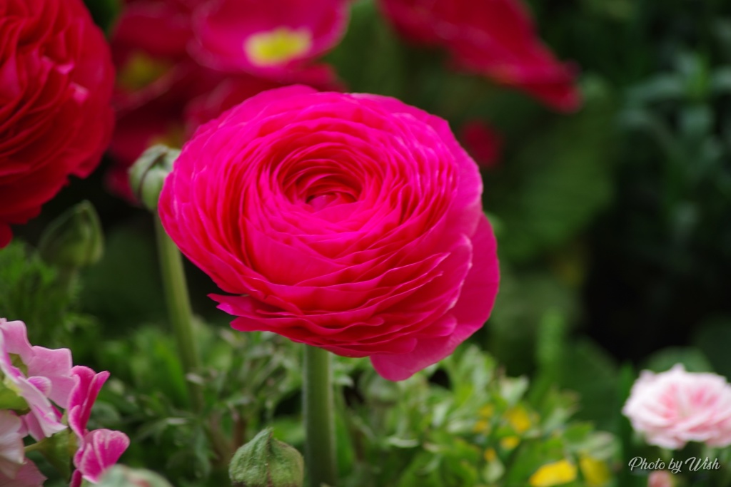 ラナンキュラス