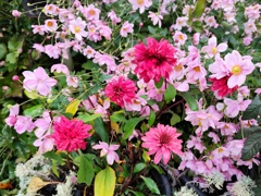 10月の草花