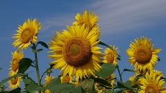 ひまわり村