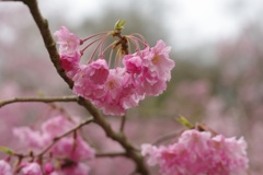 雨上がりの花見