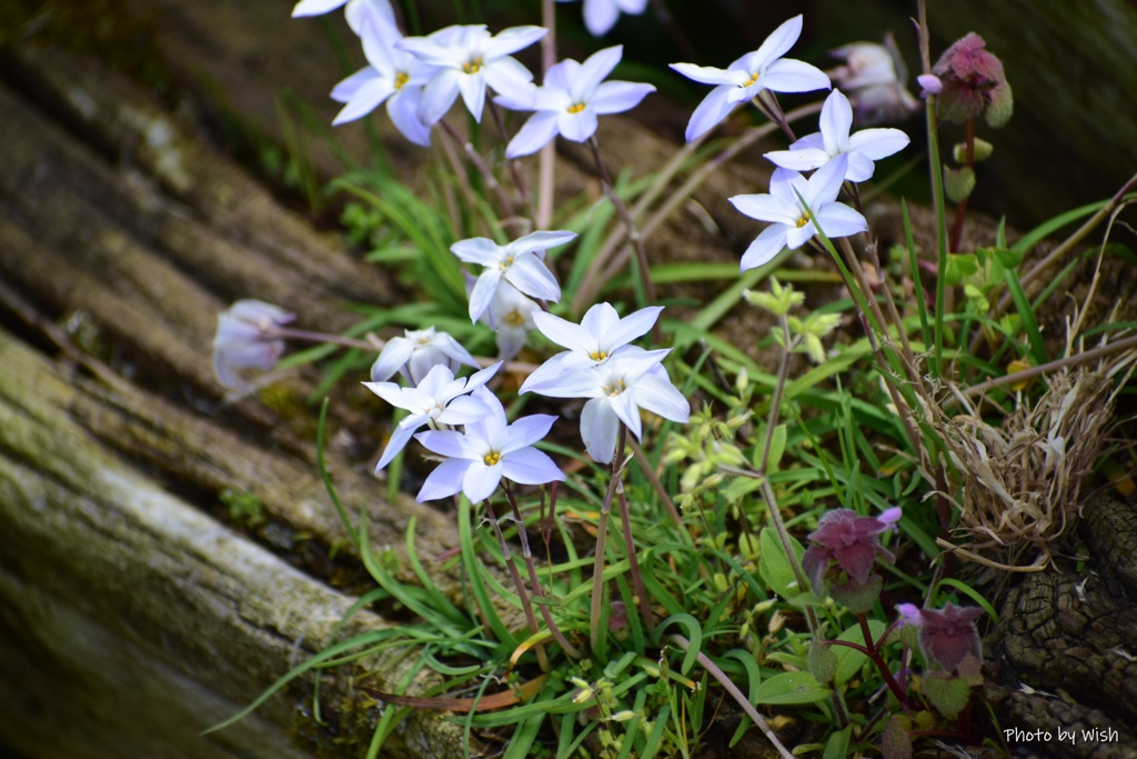 朽ちた木に咲く花