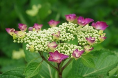 頼成の森の紫陽花