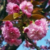 八重桜