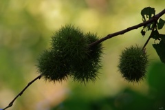 チクチク　触ると・・(>_<)