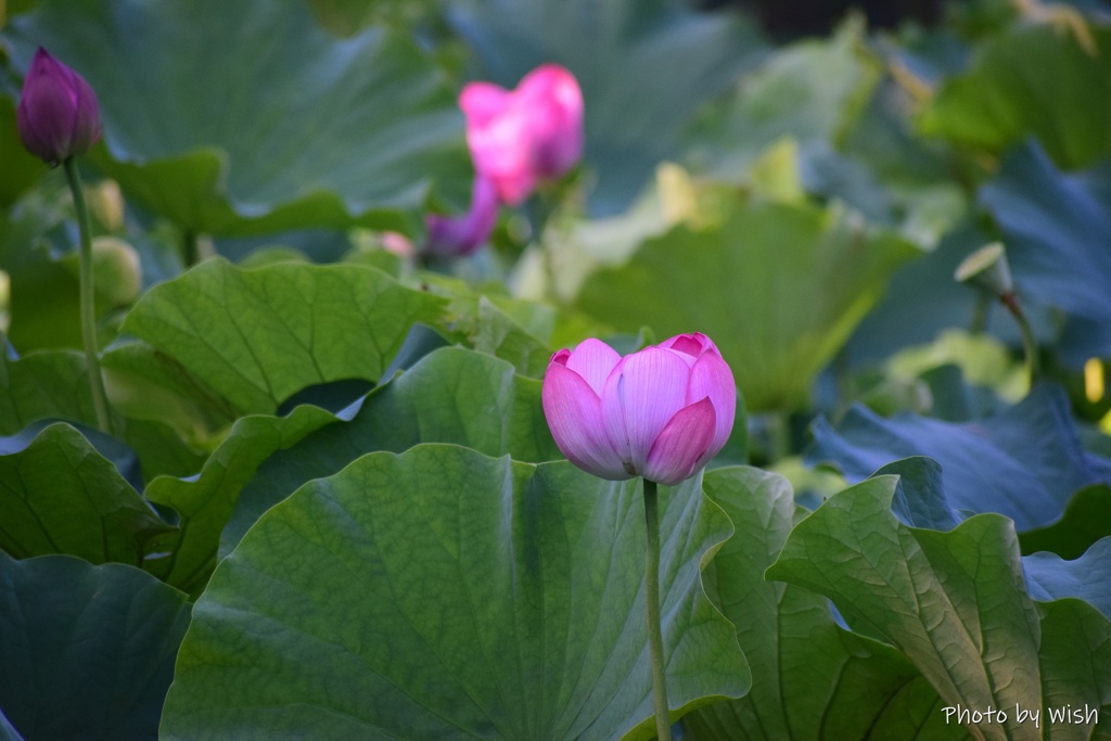 蓮池に咲く花