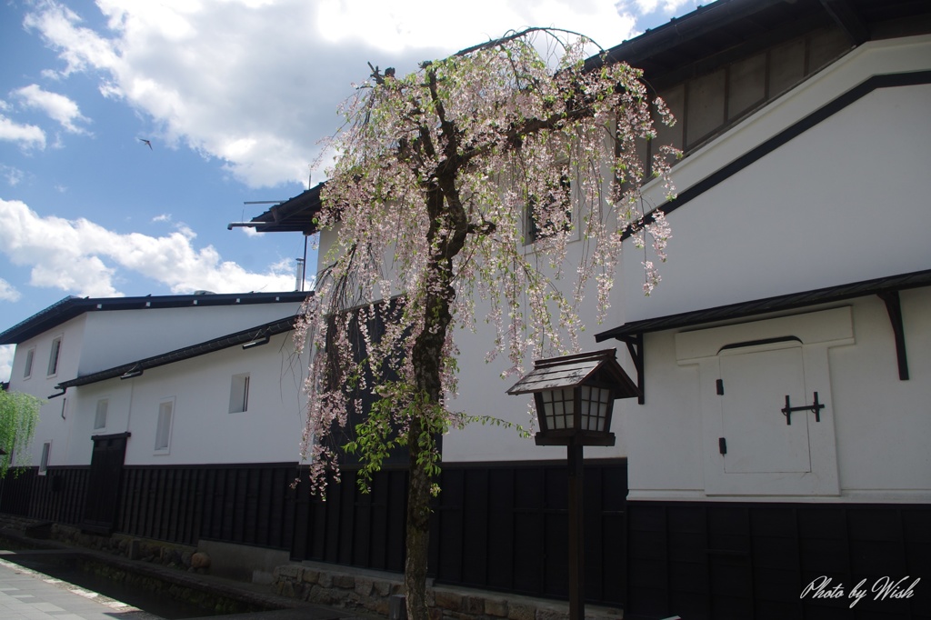 飛騨古川の春景色