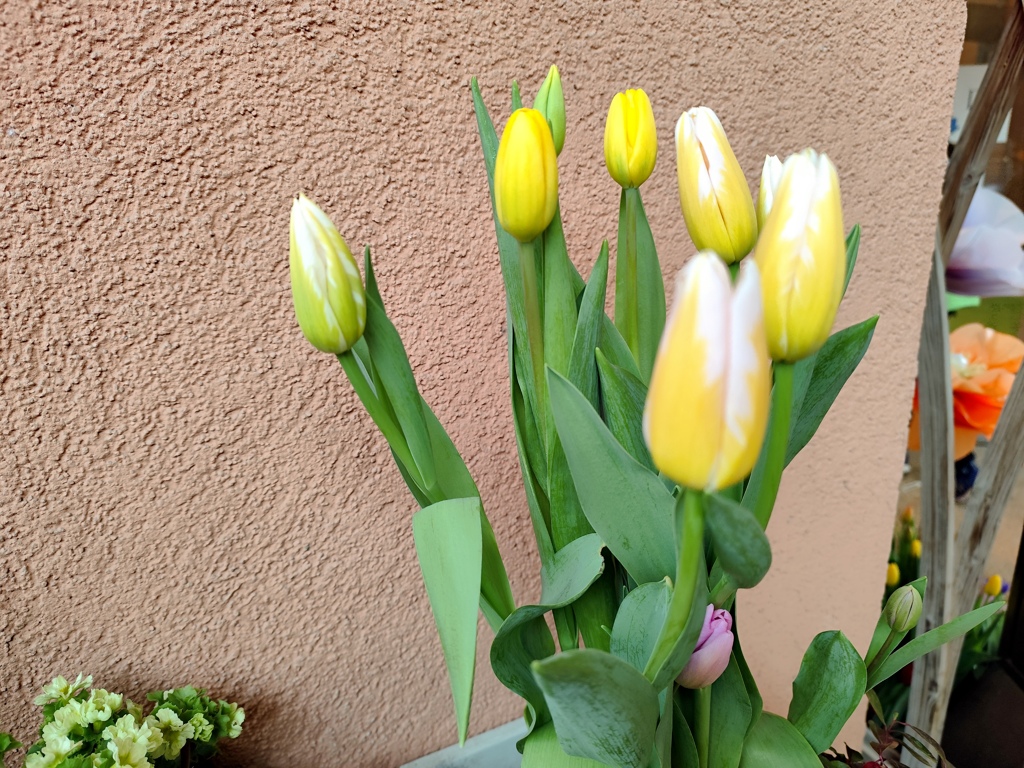 蕾
