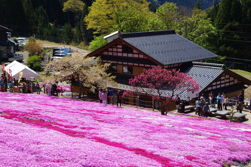國田家の芝桜：２０１３年５月撮影
