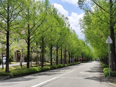 新緑街路樹