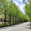 新緑街路樹