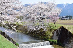 河川に咲く桜