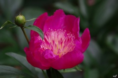 つぼみと開花