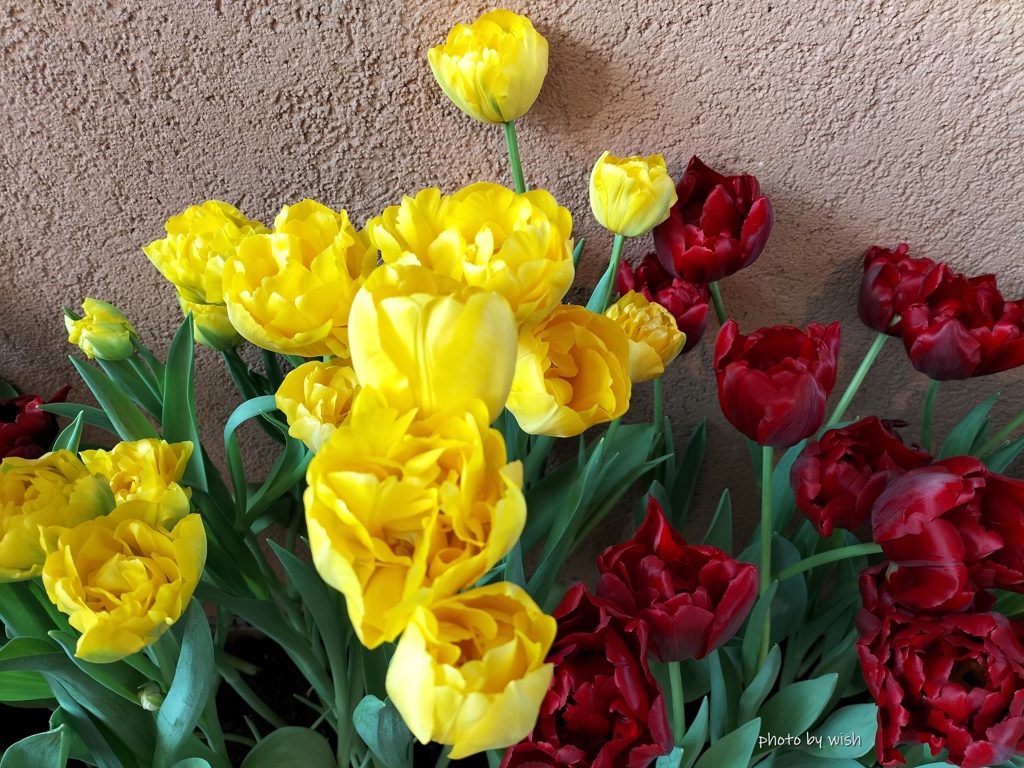 Yellow＆Red