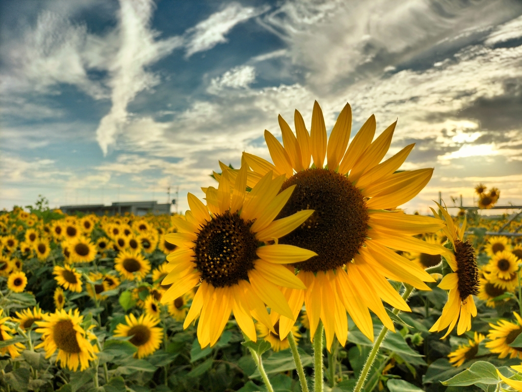 夕空のひまわり