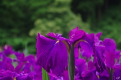 頼成の森　
