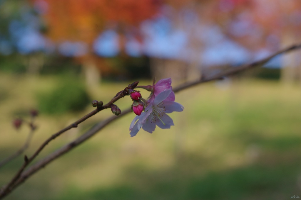 十月桜：仲良く