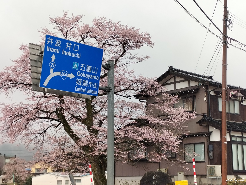 出丸桜