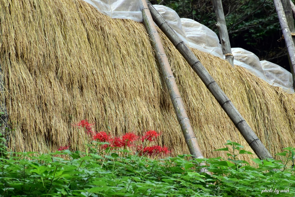 秋の風景