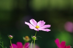 日射しを浴びて