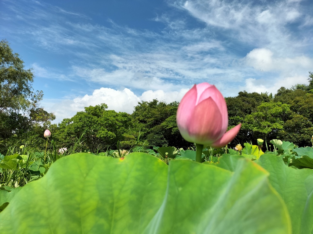 梅雨の蓮田