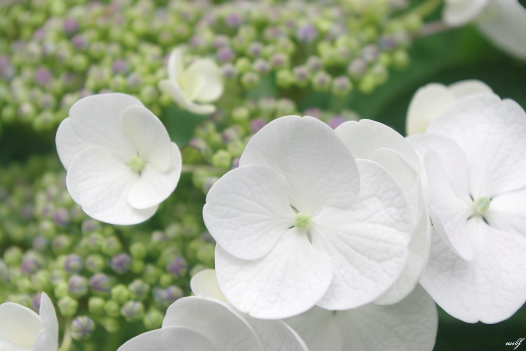 頼成の森の紫陽花