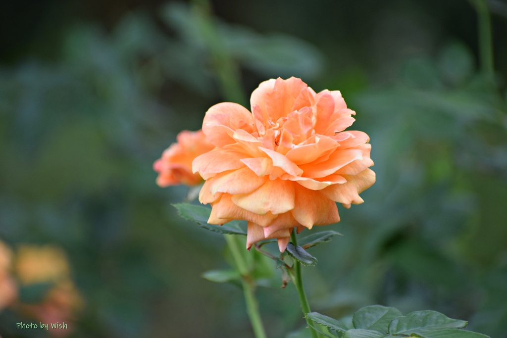 秋薔薇