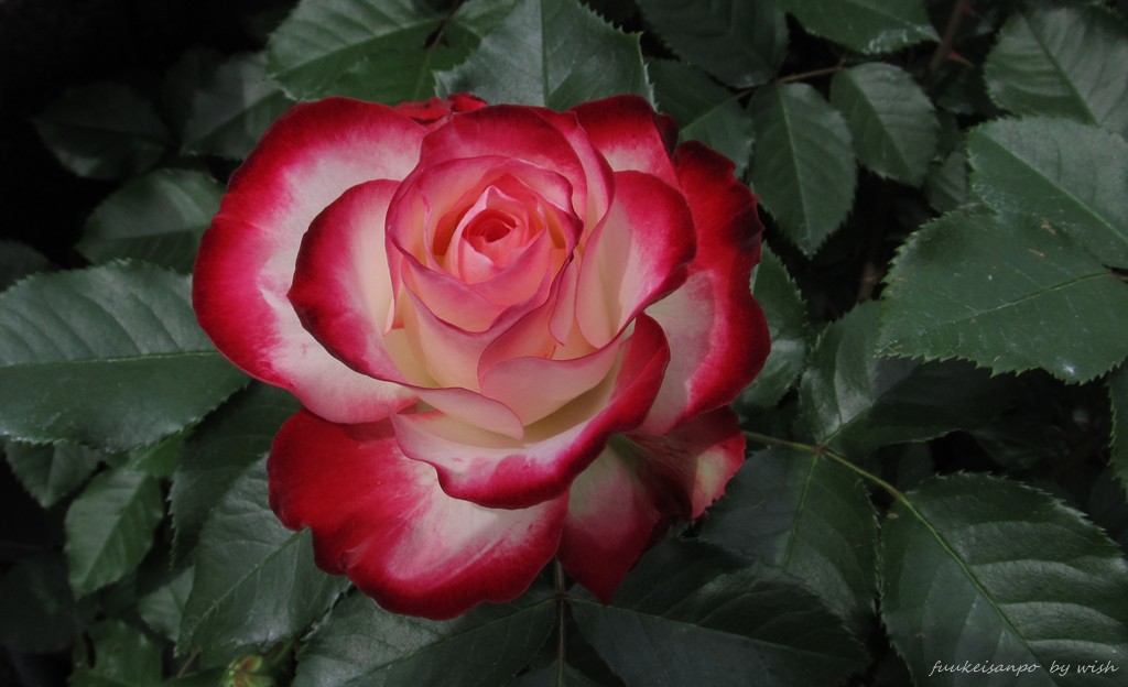 rose　②