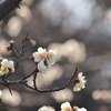 煌めく白梅