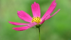 pink color