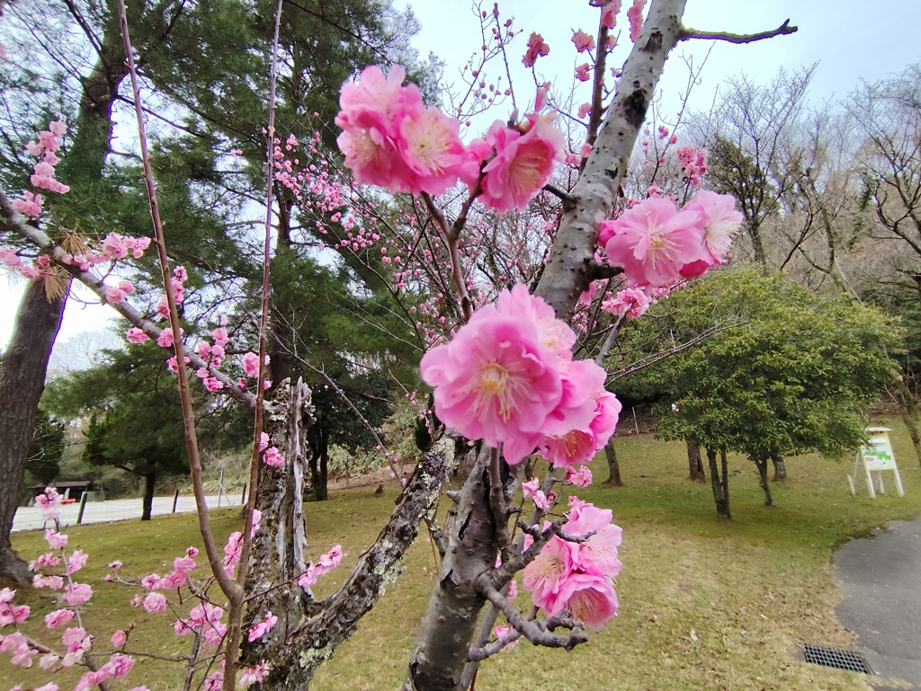 幹咲き