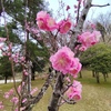 幹咲き