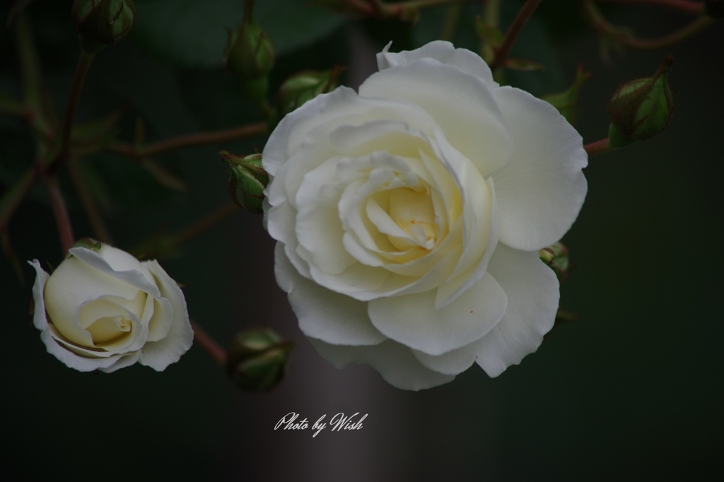 5月の薔薇