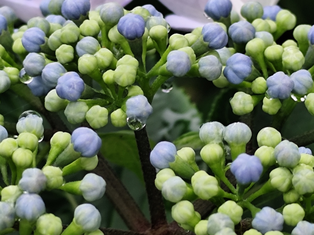 雫