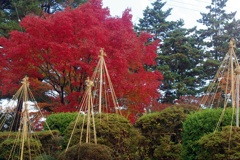 紅葉と雪吊り