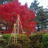 紅葉と雪吊り