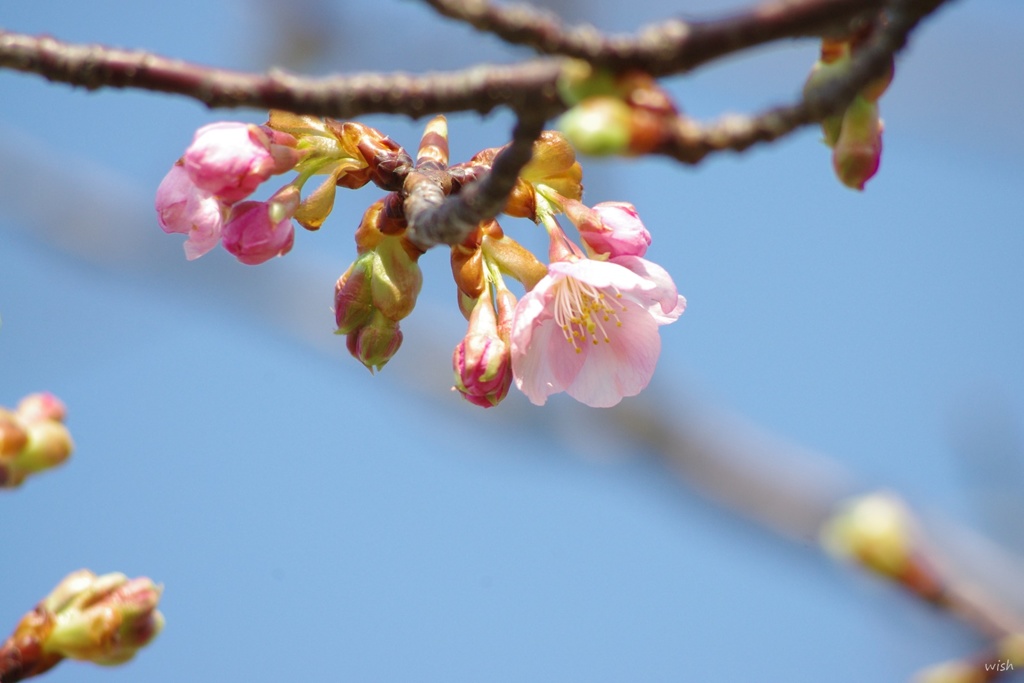 桜咲く