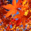 秋空と紅葉：ひるがの高原　分水嶺公園