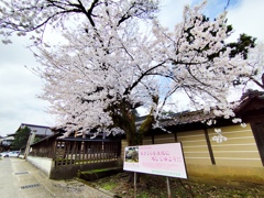満開の糸桜