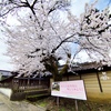 満開の糸桜
